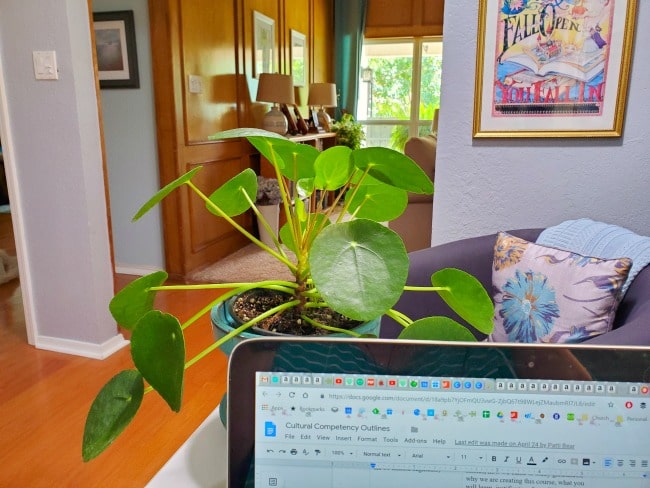 image of pilea peperomioides