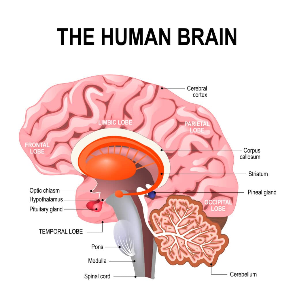 detailed anatomy of the human brain. Illustration showing the medulla, pons, cerebellum, hypothalamus, thalamus, midbrain. Sagittal view of the brain. Isolated on a white background.